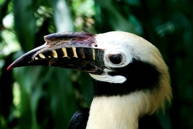 Visayan Tarictic Hornbill, native to Panay.